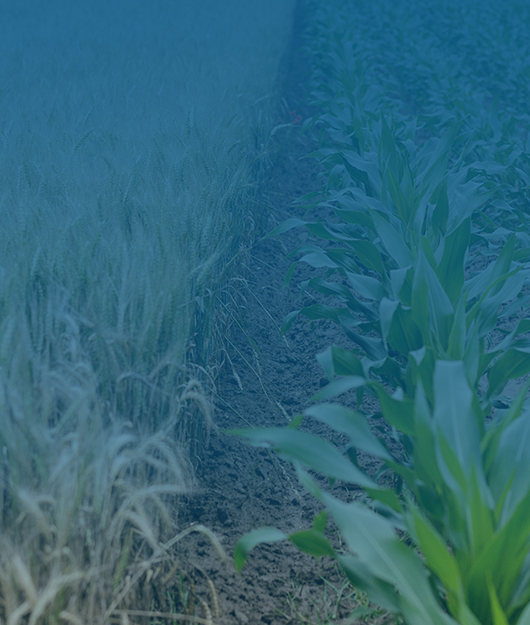 **果蔬保鮮科技革新——專業果蔬呼吸測定儀解決方案提供商賦能產業升級